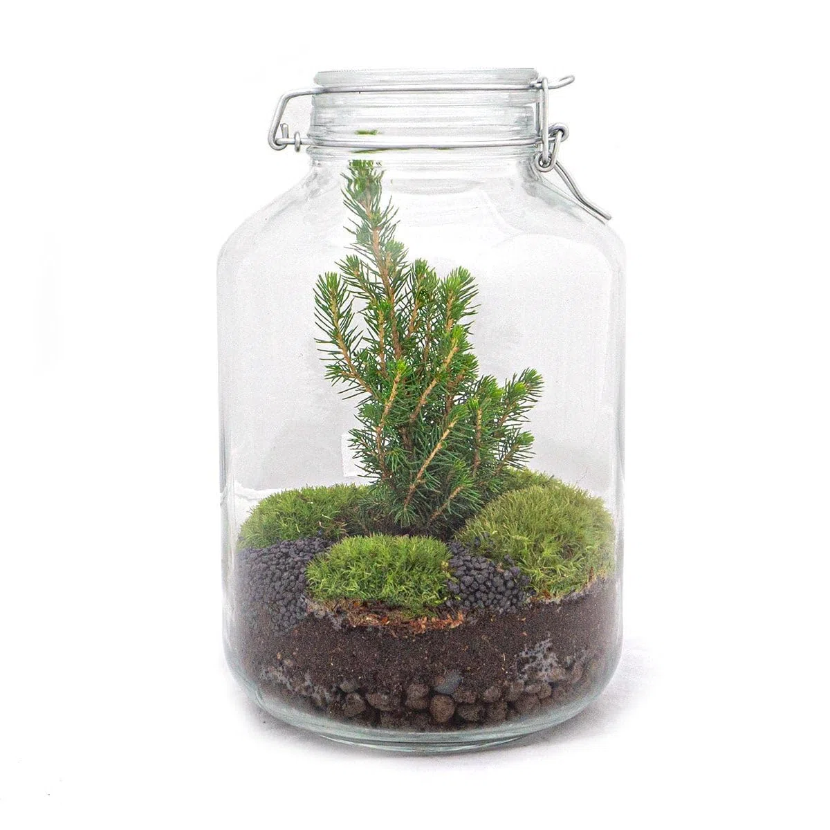 urbanjngl - Planten Terrarium im Glas - Weihnachtsbaum - Selbstregulierendes Ökosystem - Höhe 28 cm - Dekoratives Pflanzenarrangement für Ihr Zuhause