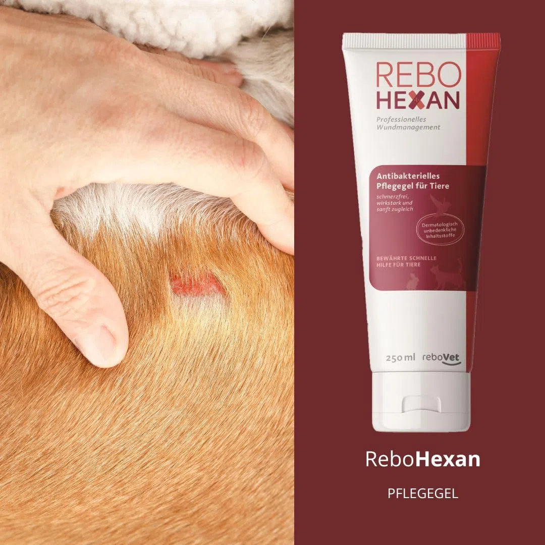 ReboHexan Gel 250 ml: Wundgel, Unterstützung der Wundheilung, Vermeidet Ankleben an Verbänden, Schmerzlose Anwendung, Alkoholfrei