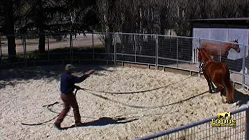 Monty Roberts Offizielles Set mit zwei 9 m langen Leinen.