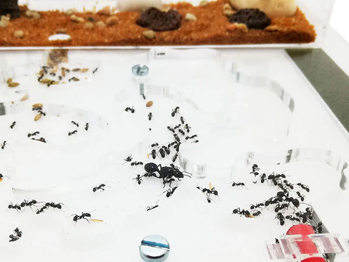 Ant Farm - Acryl Ameisenfarm - 20x20cm mit Deckel | Schaumstoff-Feuchtigkeitssystem | Kasten Transparent | Free Ameisen enthalten 20-30 Ameisen