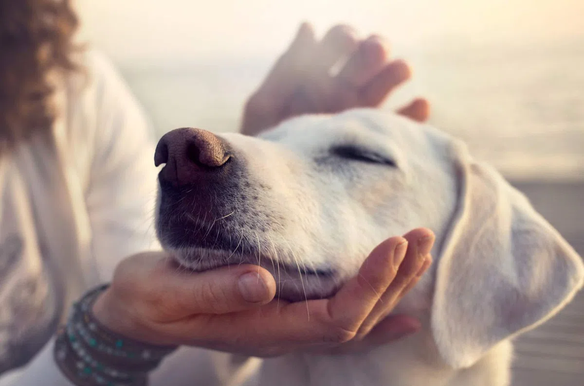 Tackenberg Edle Ernte – Gesunder Barf Flockenmix aus frischem Gemüse für Hunde, 3000 g