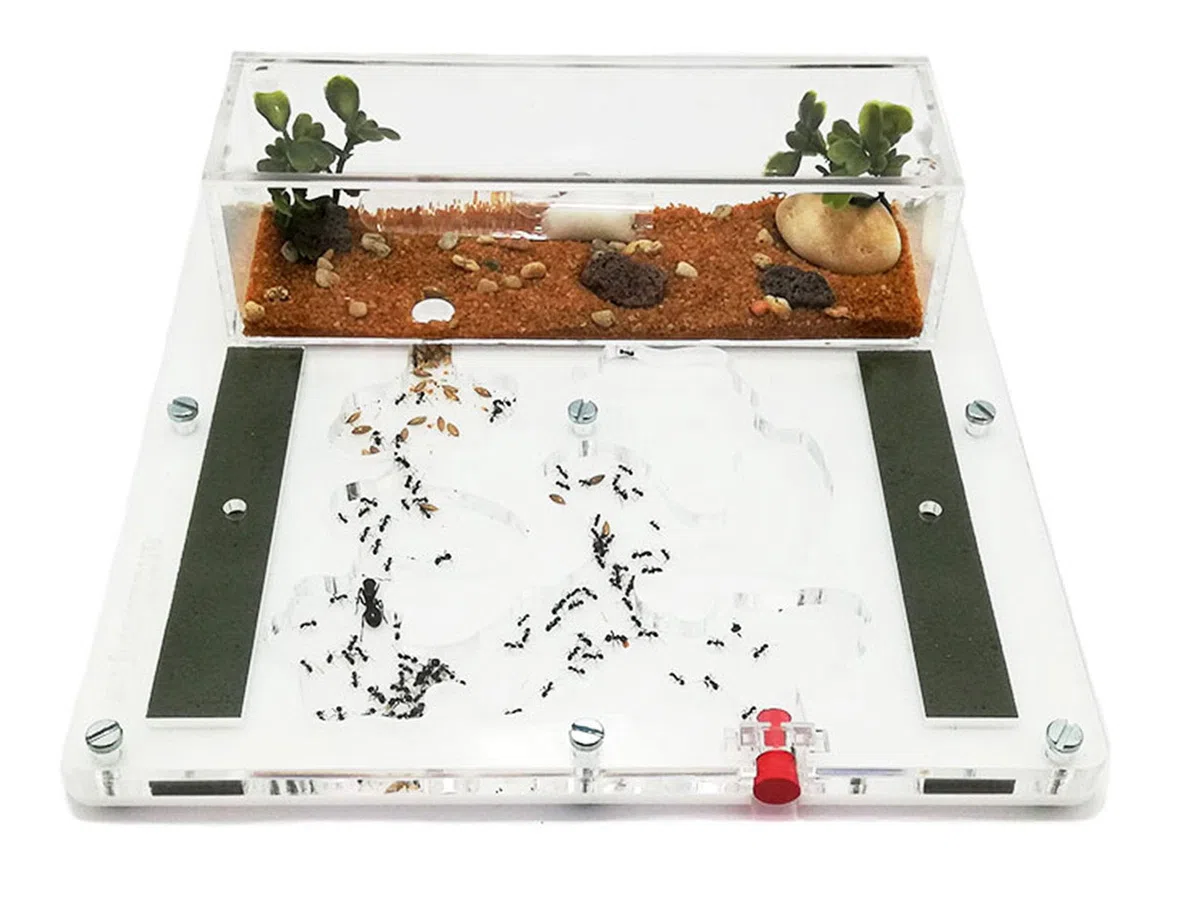 Ant Farm - Acryl Ameisenfarm - 20x20cm mit Deckel | Schaumstoff-Feuchtigkeitssystem | Kasten Transparent | Free Ameisen enthalten 20-30 Ameisen