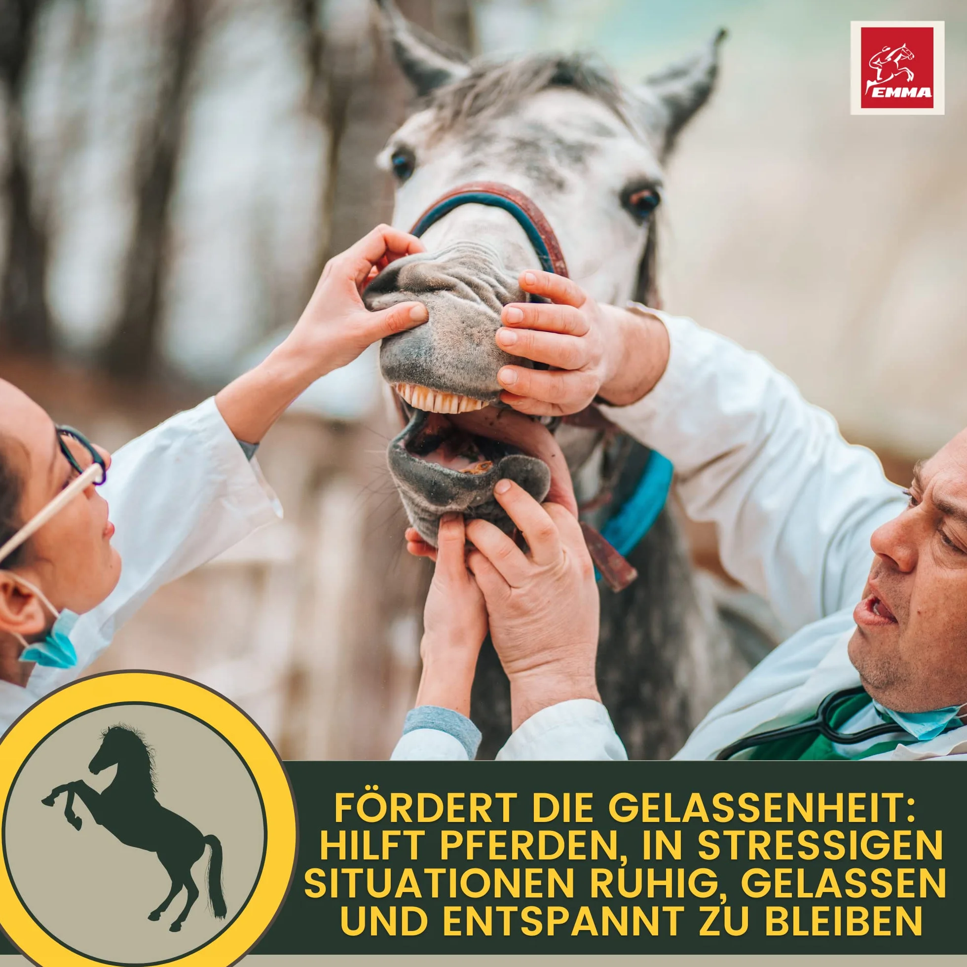 Calm Relax Magnesium Pferd Pulver + Paste 1kg/30ml – Magnesium-Komplex & Tryptophan I Vitamin E & B-Komplex I Anti-Stress Zusatzfutter für Nerven Gelassenheit Angst Transport I Beruhigungsmittel Pferd