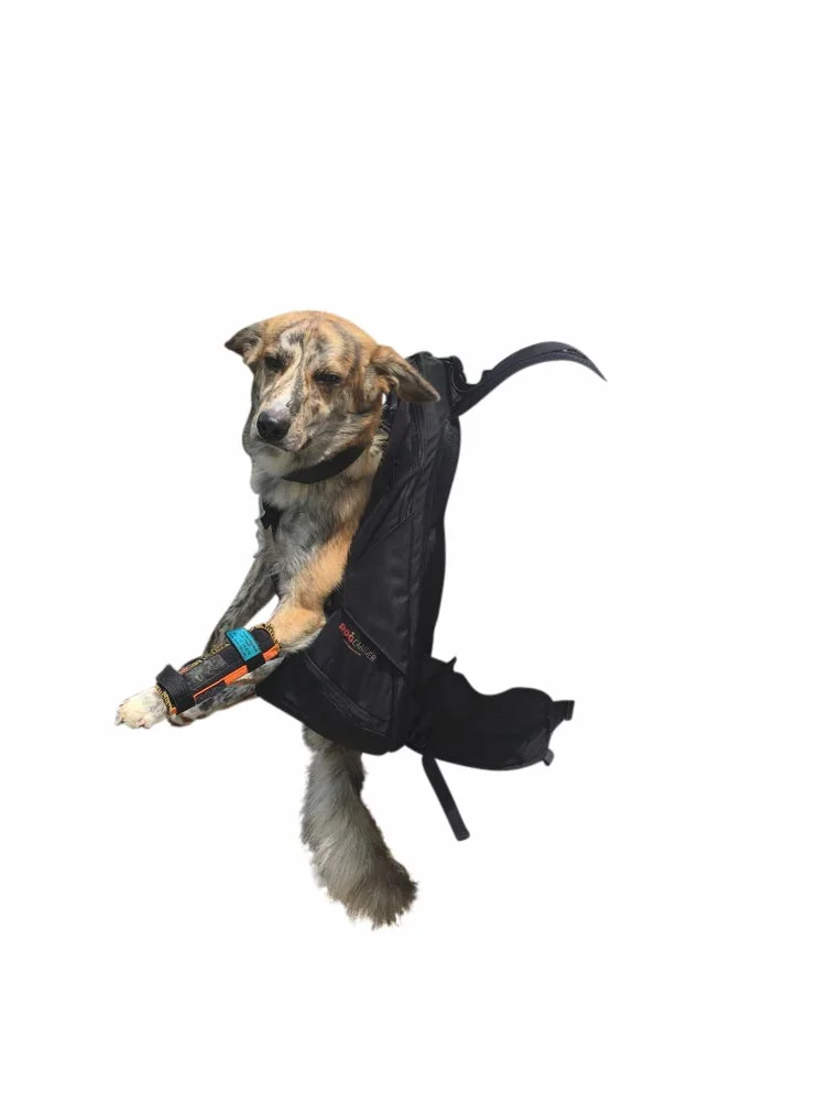 Patentierter Premium XXL Leg Free Hunderucksack - Hundetrage Hundetasche Rucksack für Große, Massive Kompakte und Schlanke Hunde von 16-30 kg Gewicht und Einer Rückenlänge von max. 67 cm - Schwarz