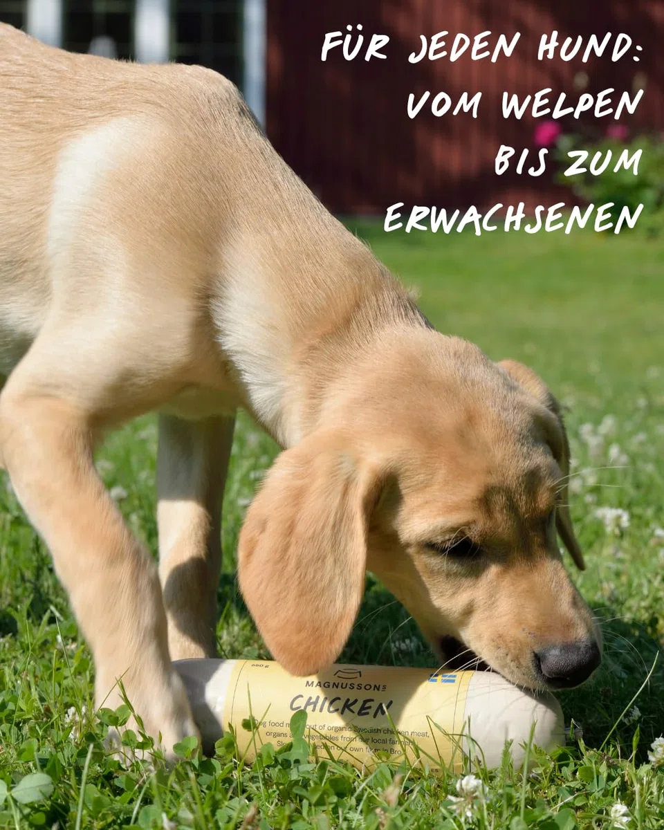 Magnussons Chicken Hundefutter Nassfutter | 12 x 650 g | Monoprotein Huhn | Welpen, Junghunde & Erwachsene Hunde | Alleinfuttermittel dampfgegart | Alle Rassen