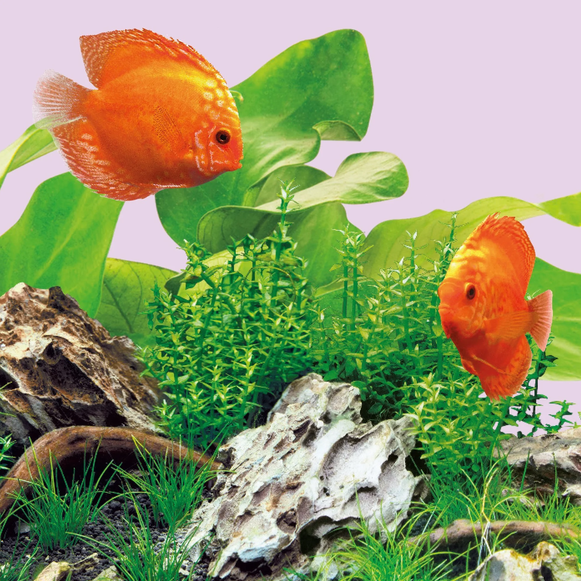 Juwel Aquarium - LED COLOUR 895 mm - passend für MultiLux LED - Einsatzleuchte100 cm