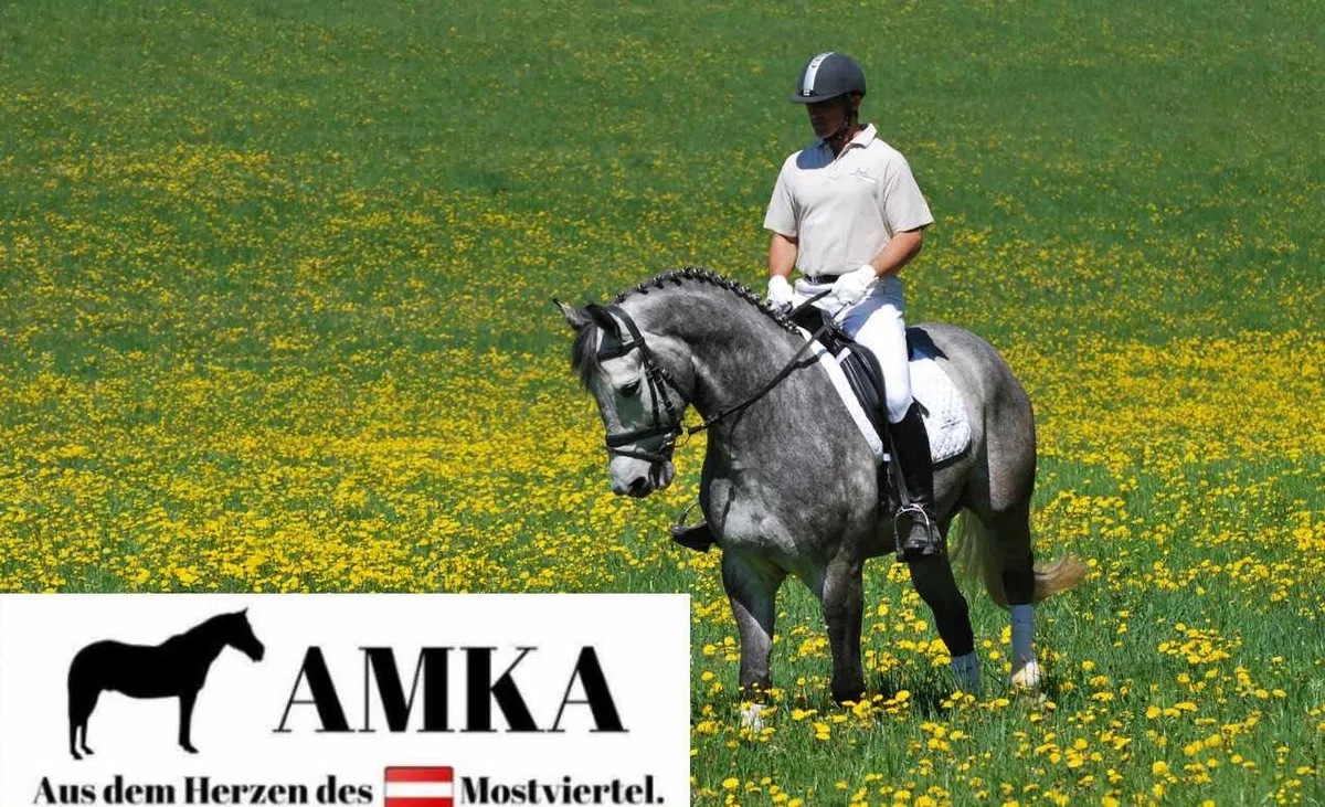 AMKA Hackamore Flora mit Flower Rad weich gepolstert gebisslose Zäumung