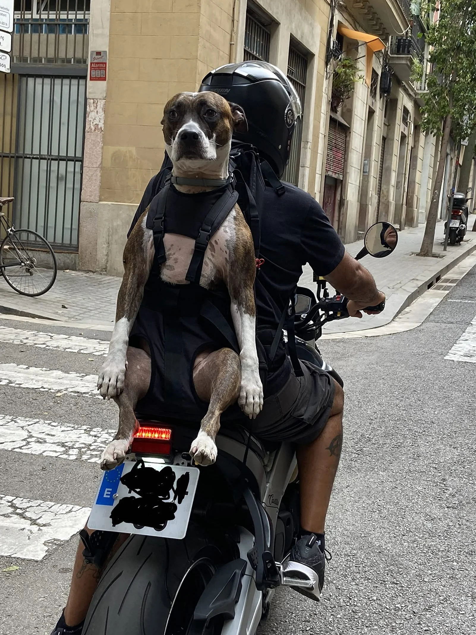 Patentierter Premium XXL Leg Free Hunderucksack - Hundetrage Hundetasche Rucksack für Große, Massive Kompakte und Schlanke Hunde von 16-30 kg Gewicht und Einer Rückenlänge von max. 67 cm - Schwarz